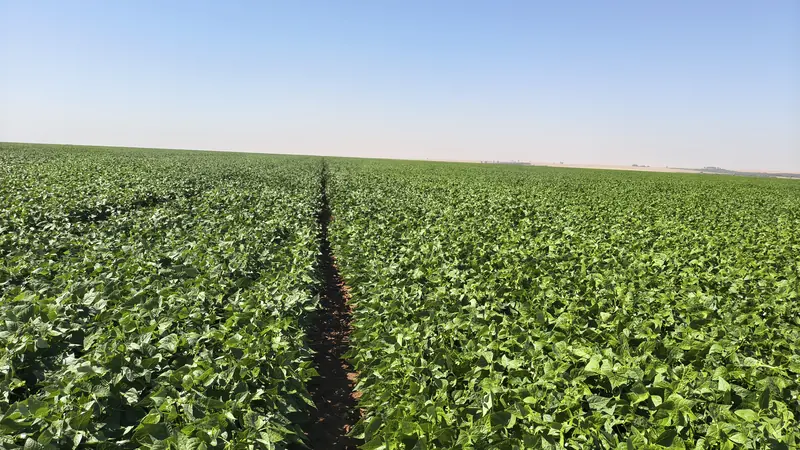 Lavoura fechada e vigorosa até o horizonte, com carreador de solo vermelho ao centro