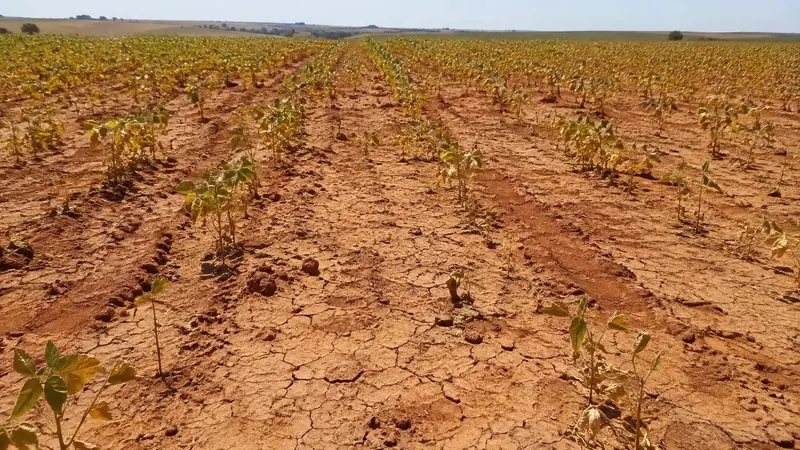 Lavoura de soja com plantas amareladas e enfraquecidas sobre solo rachado e compactado